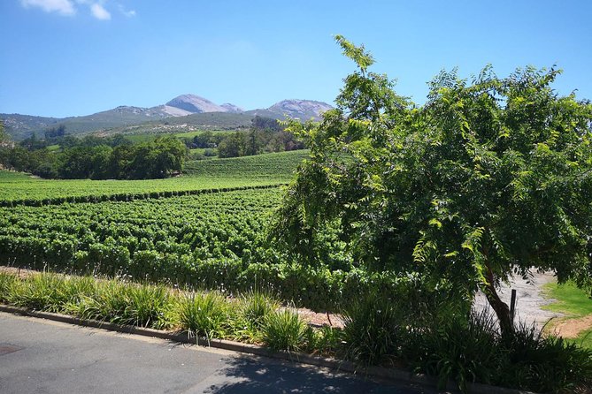 Private Half DayTour:Cape Winelands, Stellenbosch from Cape Town - How much wine tasting fits into five hours