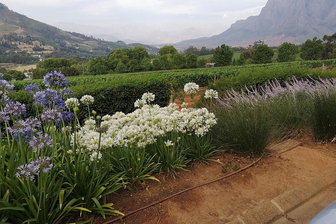 Private Half DayTour:Cape Winelands, Stellenbosch from Cape Town - Price, group size, and overall value