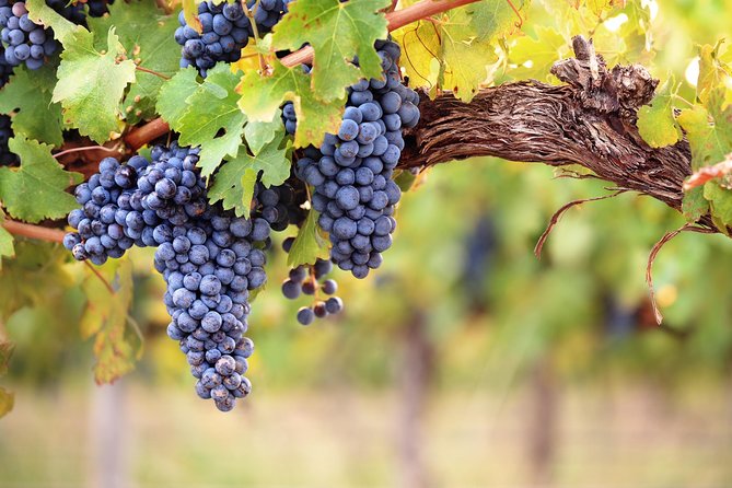 Private Montserrat Tour, Wine Taste & Local Lunch from Barcelona - A three-course lunch in the Penedès