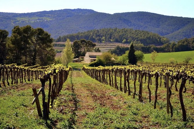 Private Montserrat Tour, Wine Taste & Local Lunch from Barcelona - A family winery near Vilafranca del Penedès