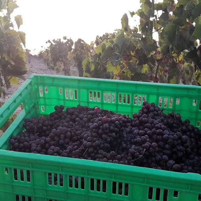 Private organic vineyard visit with liqueur tasting - Booking advice and cancellation flexibility