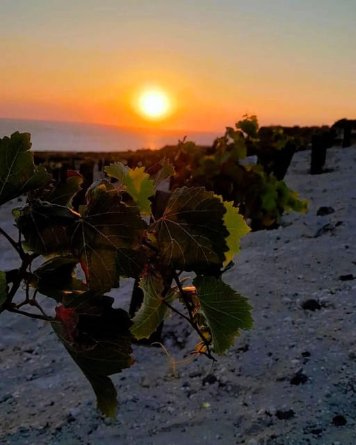 Private organic vineyard visit with liqueur tasting - Inside the traditional cave