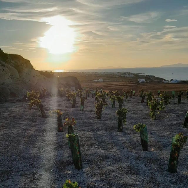 Private organic vineyard visit with liqueur tasting - Tasting black raisin liqueur and almond rusks