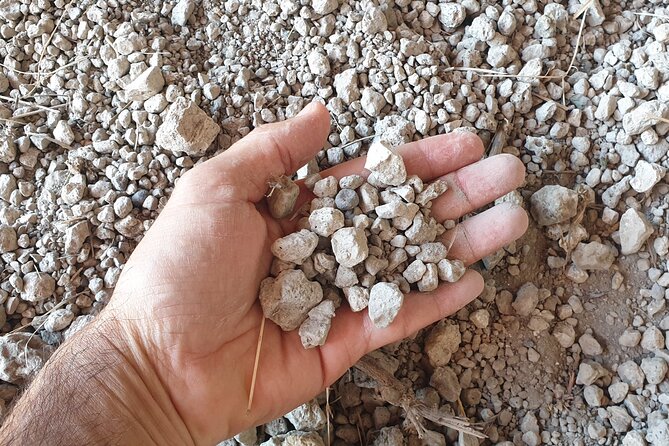 Private Pompeii Tour with Archaeologist & Winery on Mt Vesuvius - Cantina del Vesuvio: five wines and a generous lunch