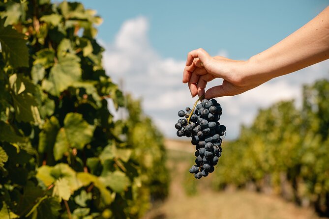 Private Tasting Expedition Along Romania’s Most Famous Wine Route - Second cellar: comparing a different approach