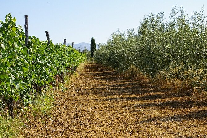 Private tasting of organic wines in the cellar in Arezzo - A private visit with a family feel