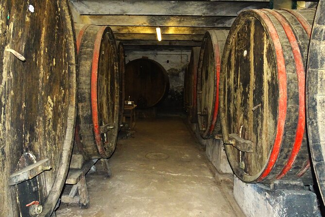 Private tasting of organic wines in the cellar in Arezzo - The wine lineup, from Tuscan reds to Vin Santo
