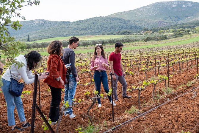 Private Tour and Tasting at Zeginis Winery - A Small Family Winery Near Athens