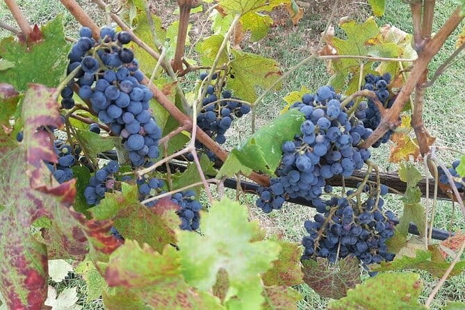 PRIVATE TOUR: Chianti Afternoon tour with visit to 2 wine farms - San Donato in Poggio and the first cellar