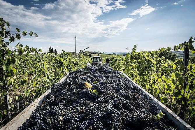 Private Tour: Chianti Winery, Montefioralle, and Greve in Chianti - Greve and Piazza Matteotti