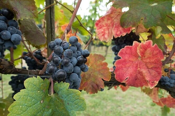 Private Tour: Chianti Winery, Montefioralle, and Greve in Chianti - Montefioralle: a quick hilltop introduction
