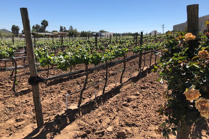 Private Tour in Guadalupe Valley, Vine Yards & Wine Route ENS MX - Timing: an eight-hour day with one detail to confirm