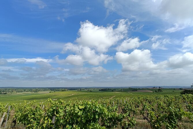 Private tour in the Sauternes wine region - discover Bordeaux sweet Crus Classés - Learning to taste a sweet wine properly