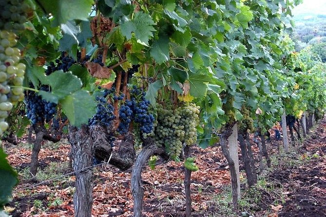 Private visit to the cellars of Etna with wine tasting - The guides can shape the whole experience