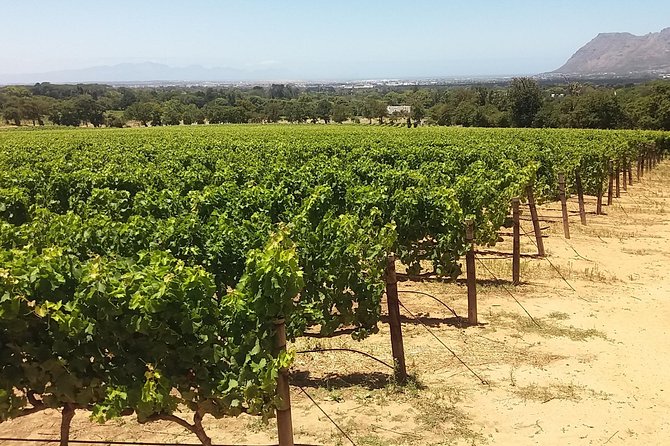 Private Visit to the Wineries Stellenbosch Franschoek from Cape Town Full Day - Fairview Wine and Cheese: learning to pair the two