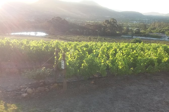 Private Visit to Wineries Stelenbosch from Cape Town Price/Group - Marianne Wine Estate and the value of a smaller tasting