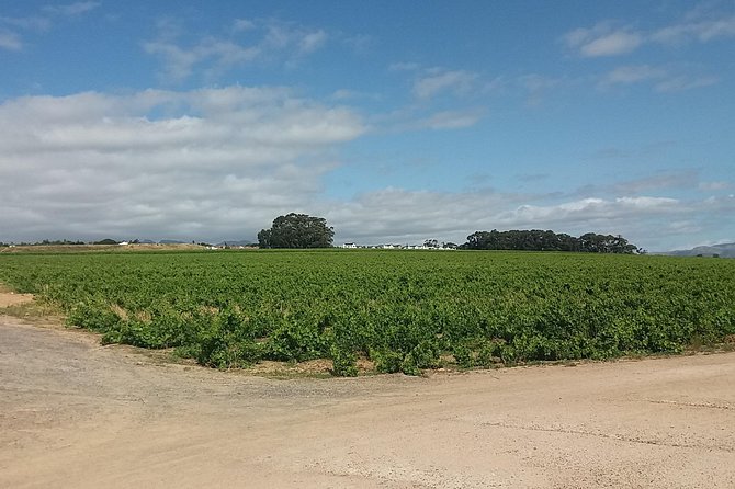 Private Visit to Wineries Stelenbosch from Cape Town Price/Group - Stellenbosch: oak trees, old homes, and student life
