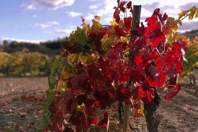 Private Wine and Oil Tour in the Priorat Wine Region - Why Priorat makes a better day trip than a simple winery visit