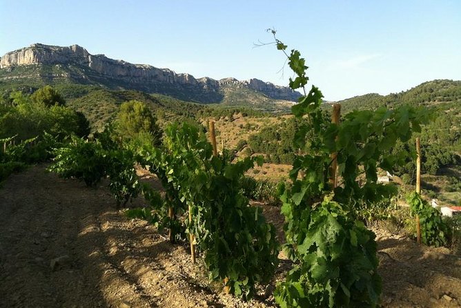 Private Wine and Oil Tour in the Priorat Wine Region - What the $312.38 price really covers