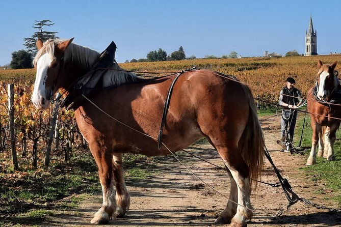 Private Wine Lovers - Super St Emilion - behind the scenes visits top chateaux and medieval town - The guide makes or breaks the day