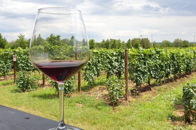 Private Wine Tasting in Cellar and the Winemaking process - Practical Tips Before You Leave