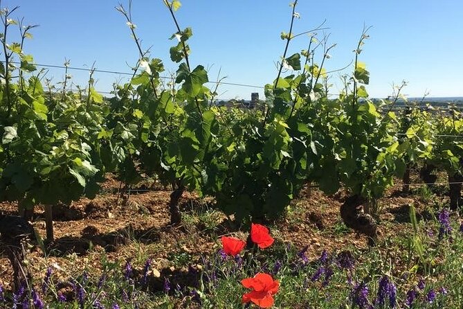 Private Wine Tasting Tour - Burgundy Uncorked!! - Key points to know before booking