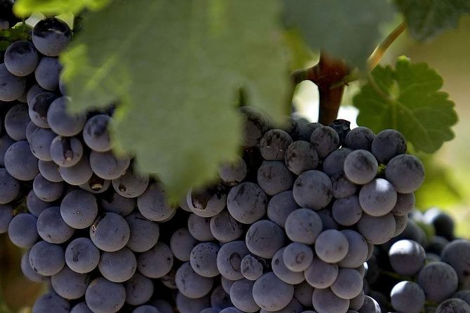 PRIVATE Wine Tasting Tour to the Bekaa Valey Fabulous Wineries - Who will enjoy this private winery tour