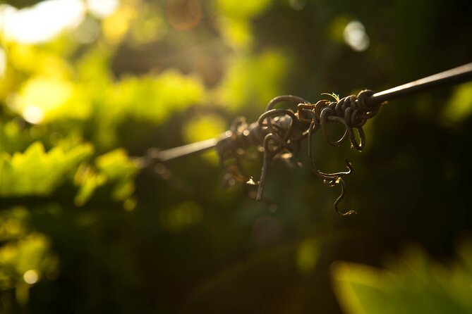 Private Wine Tour at Peza Valley - 2 Wineries and Lunch at Peza - Stilianou Winery and the boutique side of Crete