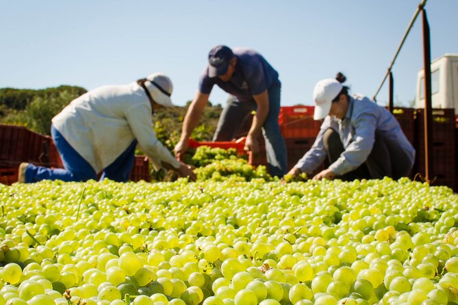 Private Wine Tour at Peza Valley - 2 Wineries and Lunch at Peza - What the private format changes