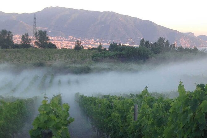 Private Wine Tour,lunch,8 wines, dedicated sommelier and trasport - Why Vesuvius changes the wine conversation