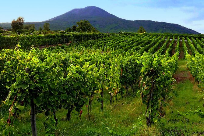 Private Wine Tour,lunch,8 wines, dedicated sommelier and trasport - Is $313.77 per person good value?