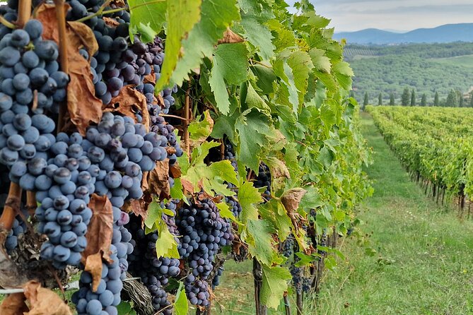 Private Wine Tour Top Wineries, Limousine Service, Florence Tours - Three hours at Poggio Amorelli