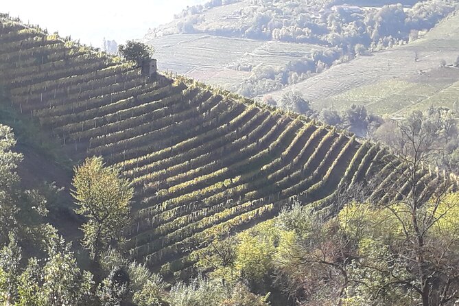 Private Winery and Vineyard Tour with Wine Tasting - Key points to know before booking