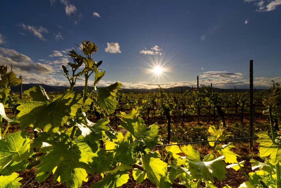 Private winery tour - Should you book the private Provence wine tour?