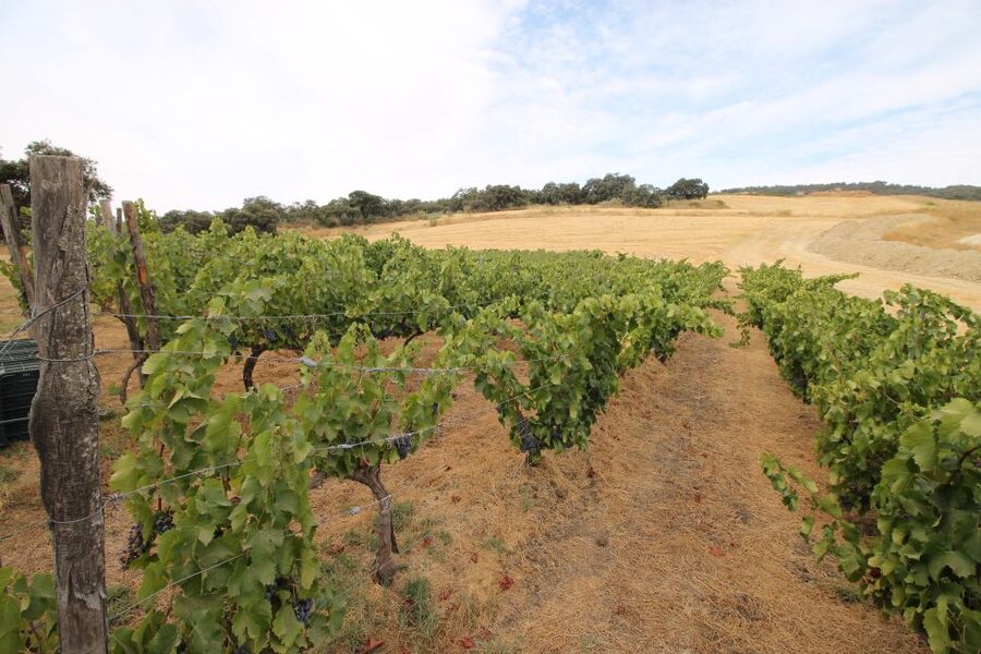 Private Winery Tour and Visit to Ronda - Who will enjoy this day most