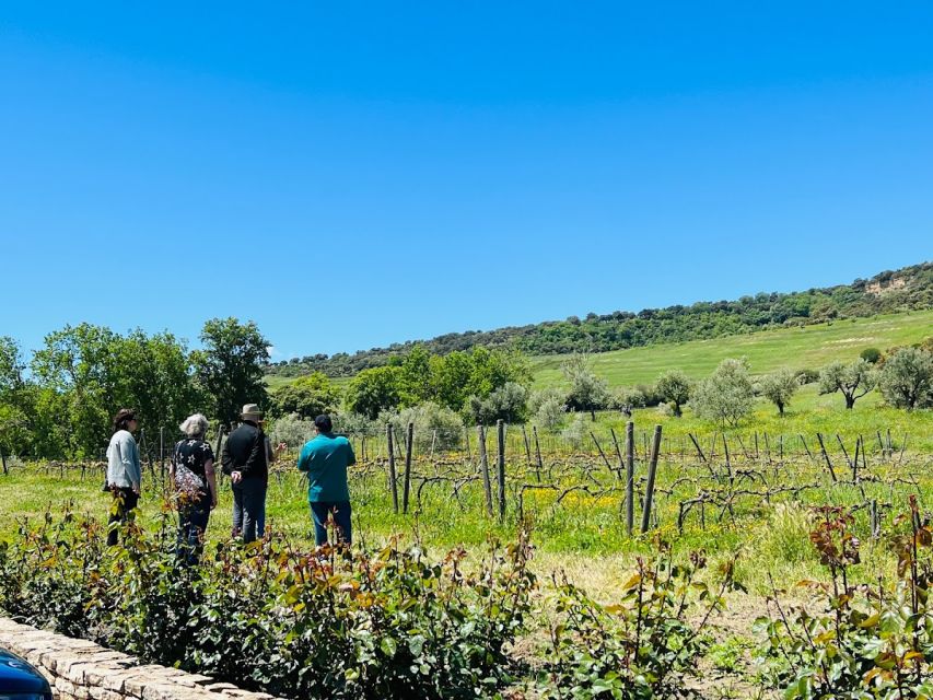 Private Winery Tour and Visit to Ronda - Should you book the winery and Ronda tour?