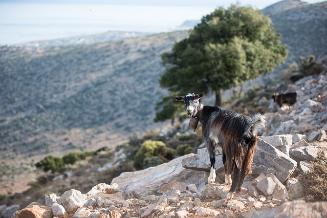 PRIVATE-Zeus Cave-Knossos-Olive oil Factory-Traditional Villages. - Malia, Heraklion, and the final city look