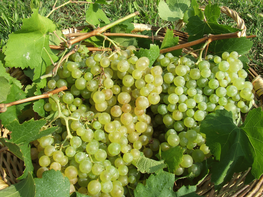 Prosecco Tasting in Countryside Winery - Key points at a glance