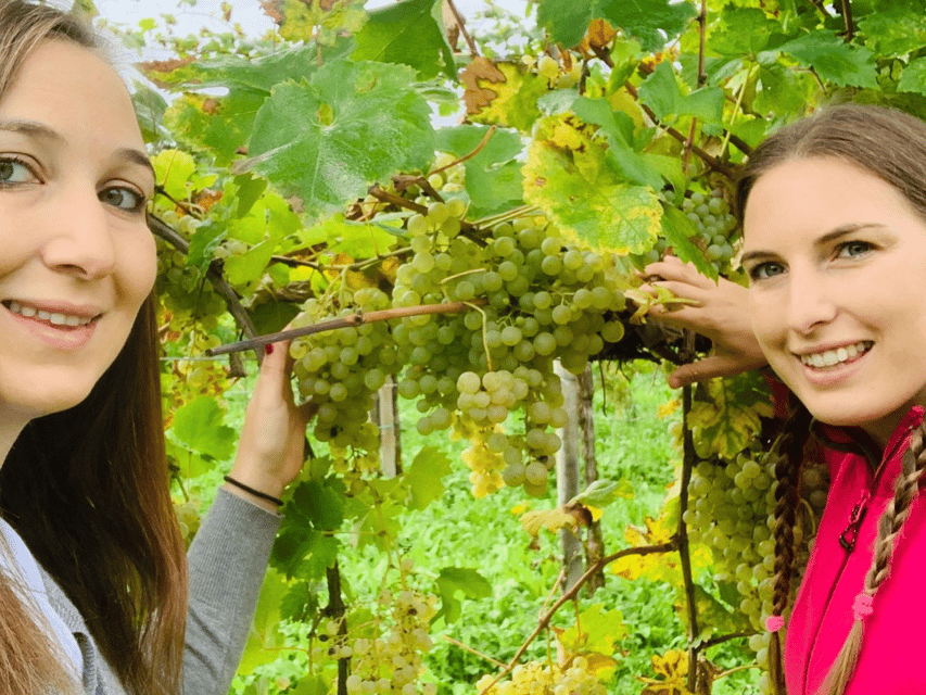 Prosecco Tasting in Countryside Winery - What the 30-minute guided visit covers