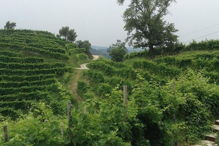 Prosecco Wine Tour. Full Day - 2 Wineries. From Venice - First winery: family hospitality and the basics of Prosecco