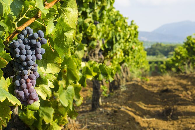 Provence Small Group Wine Full Day Tour in Chateauneuf du Pape vineyard from Aix - What the small group changes