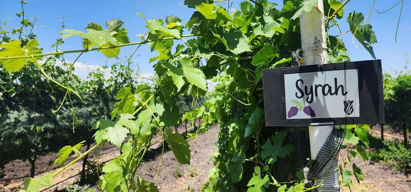 Querétaro: Haciendas, Vineyards, and Magical Towns Day Trip - Peña de Bernal and the giant monolith