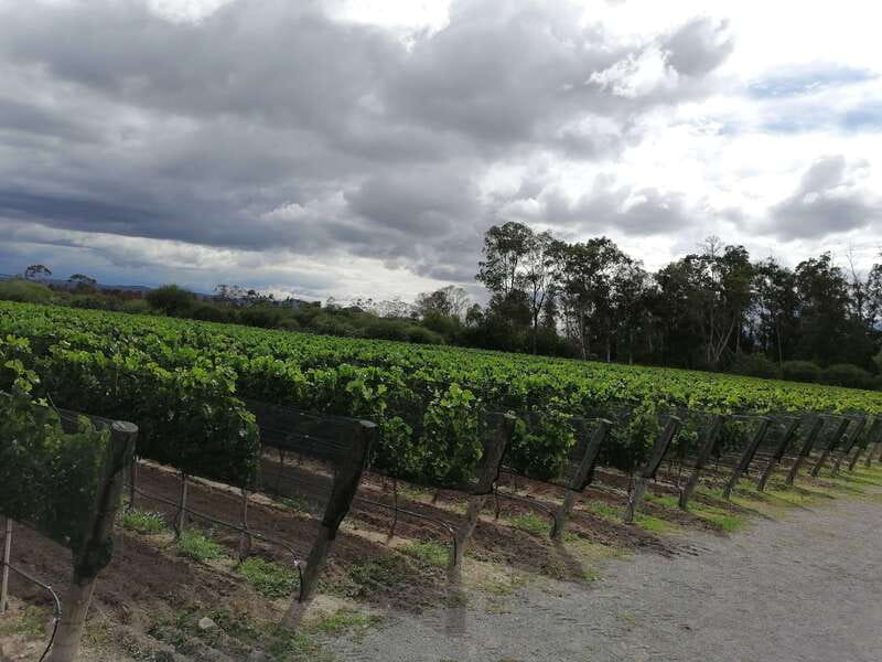 Querétaro: Haciendas, Vineyards, and Magical Towns Day Trip - Tequisquiapan and the craft market atmosphere
