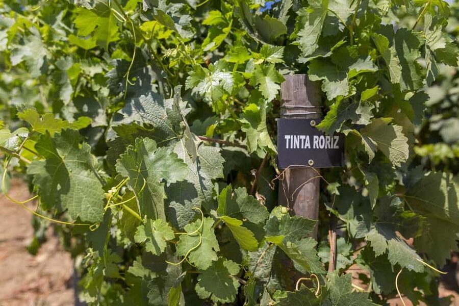 Régua: Wine tasting at a Quinta, traditional lunch, cruise, and train ride - Should you book this Régua day?