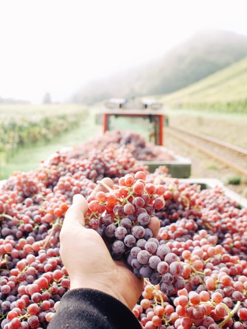 Reil, Mosel: Guided organic wine tasting and cellar tour - What the $29 price includes