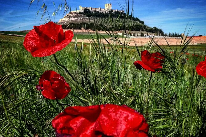 Ribera del Duero:4 Wineries, tasting & Lunch included from Madrid - Should you book the Ribera del Duero wine tour?