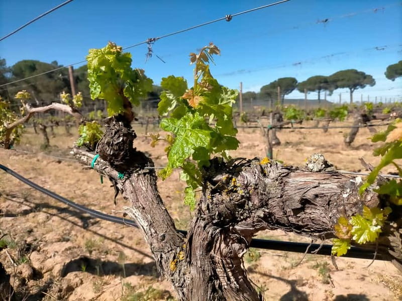 Ribera del Duero Tour From Madrid: 2 Wineries with Transport - What the $294 price really covers