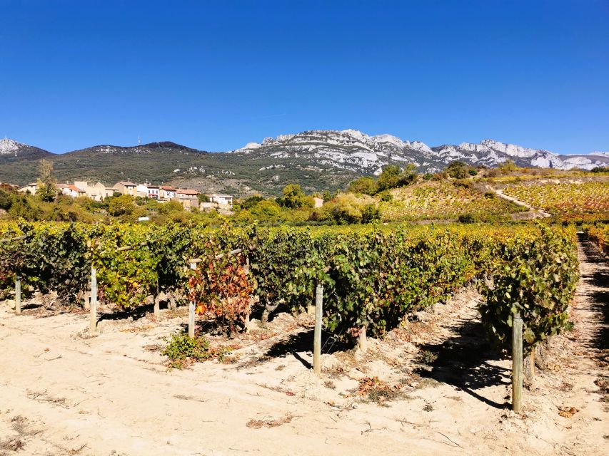 Ribera del Duero wine region private tour - First stop: a modern winery and its cellar