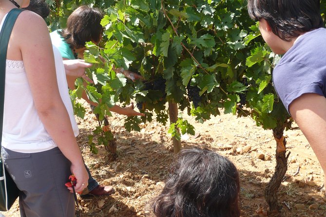 Ribera del Duero Wineries Guided Tour & Wine Tasting from Madrid - Second winery: modern design beside the vines