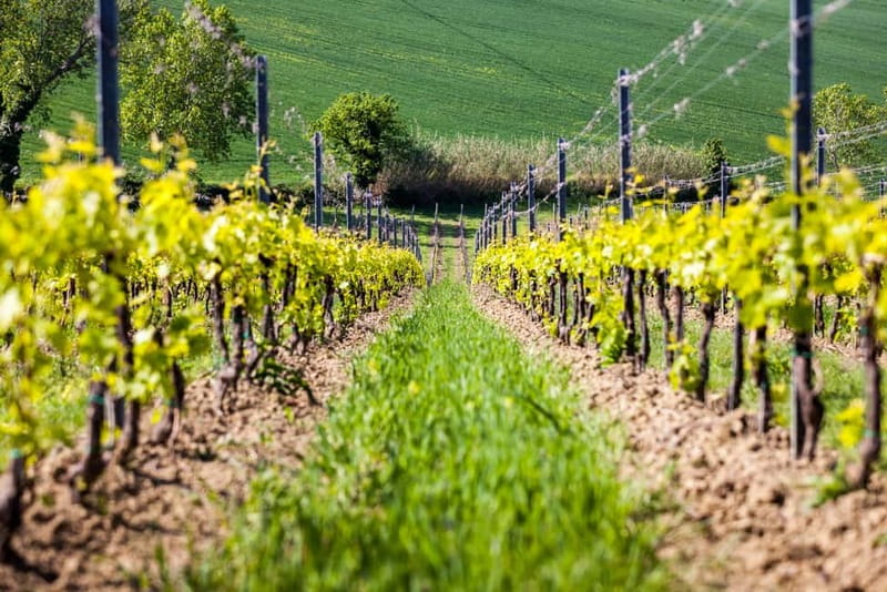 Rimini: San Valentino Vineyards Tour with DOC Wine Tastings - Tasting Sangiovese, Rebola, Syrah, and Cabernet Franc
